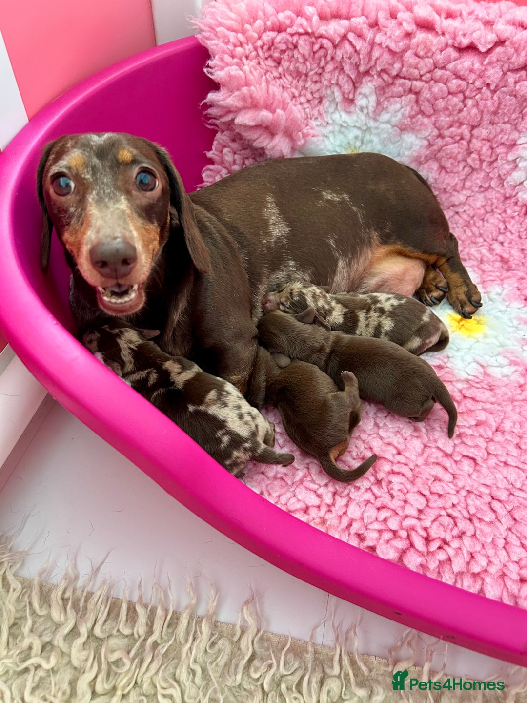 Miniature Dachshund dogs for sale: Outstanding Litter 5 Star Breeder ⭐️⭐️⭐️⭐️⭐️ - Image 6