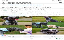 Labradoodle dogs for stud: Bigby - Image 2