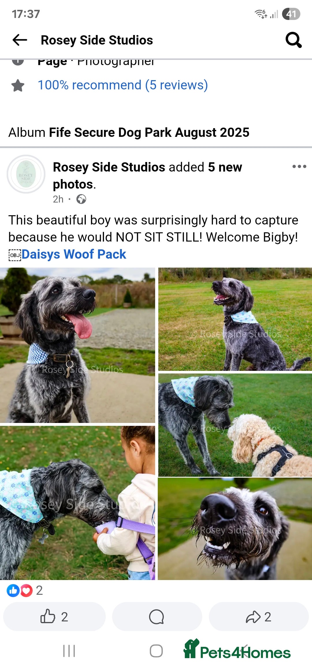 Labradoodle dogs for stud: Bigby - Image 2