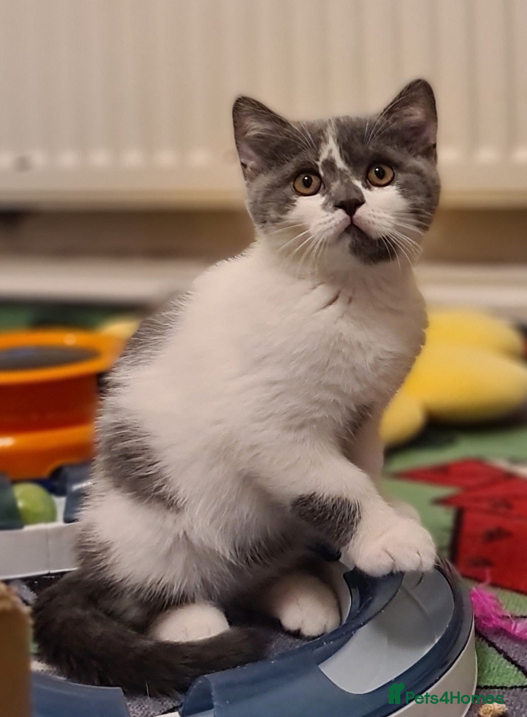 British Shorthair cats British ShortHair kittens GCCF  - Advert 8