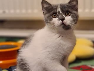 British Shorthair cats British ShortHair kittens GCCF - Advert 8