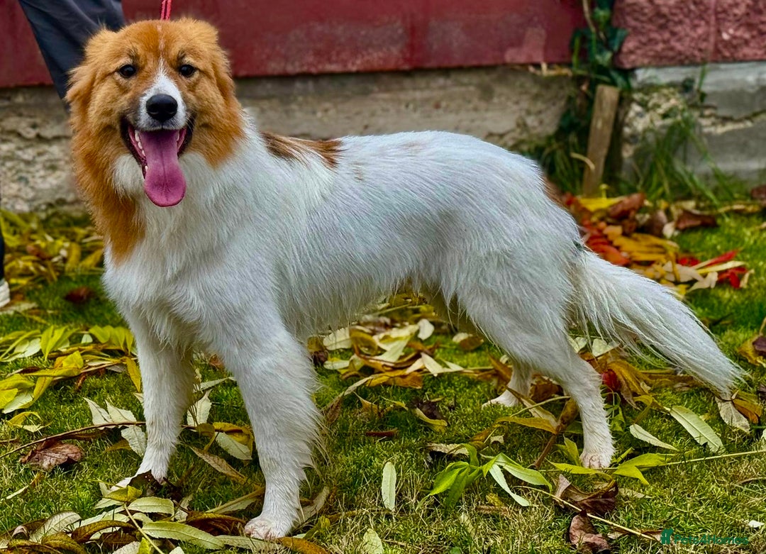 Border Collie dogs for adoption: Penny: The Puppy Left on the Roadside to Die - Image 4