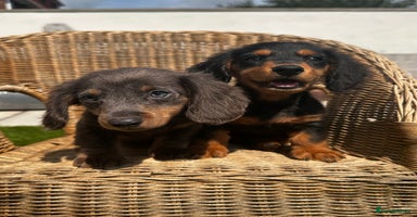 Miniature Dachshund dogs - Advert 2