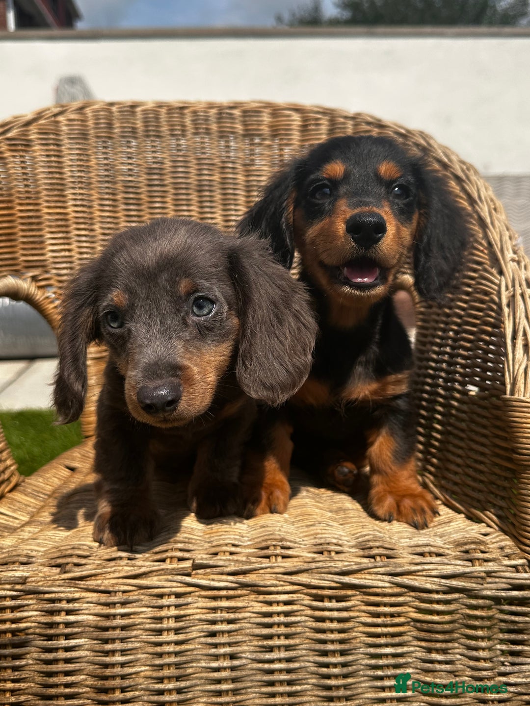 Miniature Dachshund dogs for sale: READY NOW. Miniature long hair dachshund 🤍 - Image 9