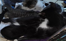 Mixed Breed cats for sale: Friendly playful kittens ready to find thier new  - Image 34