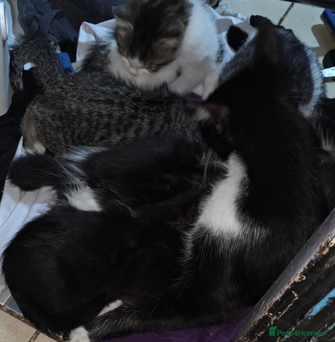 Mixed Breed cats for sale: Friendly playful kittens ready to find thier new  - Image 34