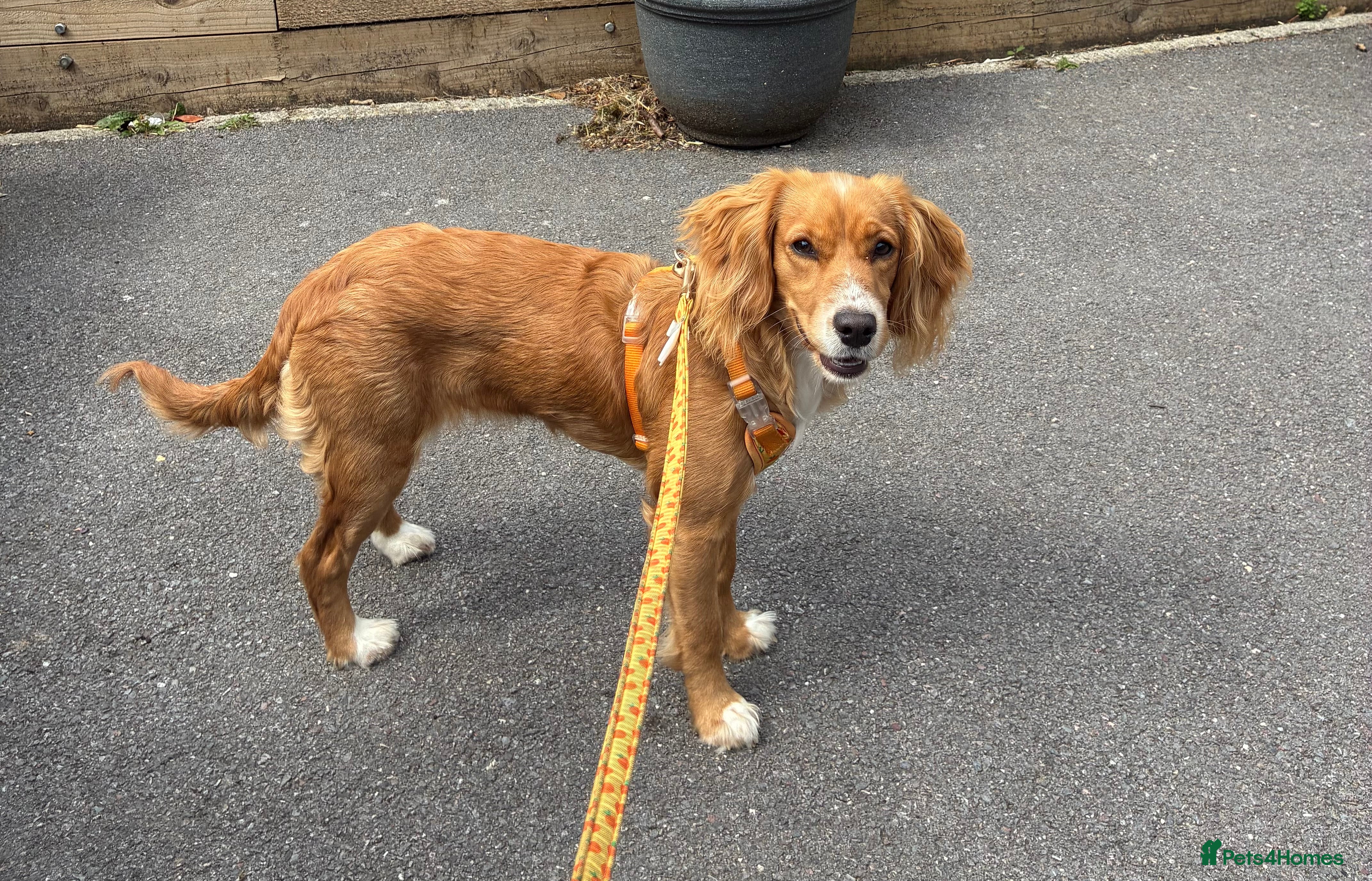 Cocker Spaniel dogs Margot, 9-Month Old Female Working Cocker Spaniel - Advert 2