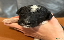Sheepadoodle dogs for sale: Lovely Litter of F1 Sheepadoodles 5⭐️ license  - Image 6
