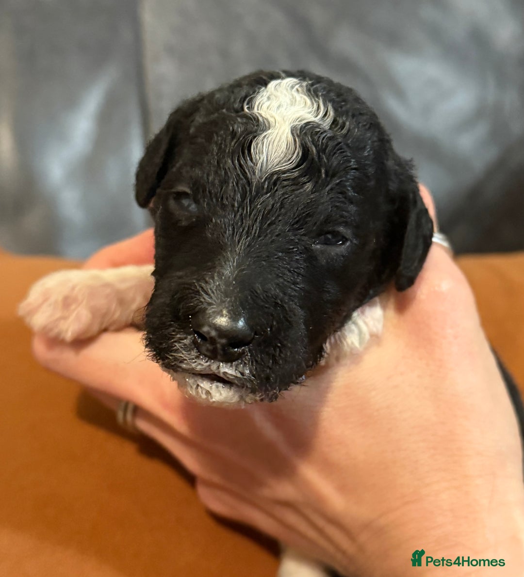 Sheepadoodle dogs for sale: Lovely Litter of F1 Sheepadoodles 5⭐️ license  - Image 6