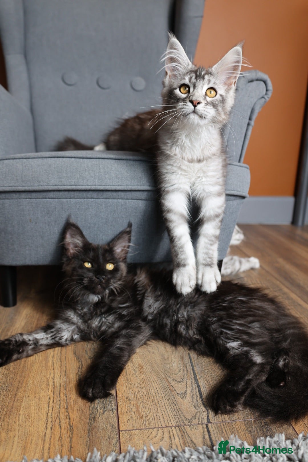 Maine Coon cats TICA Pedigree🧬health tested Maine coon 🩶 Ready - Advert 1