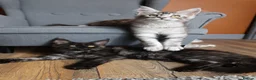 Maine Coon cats for sale: TICA Pedigree Maine coon🧬health tested - Advert 6