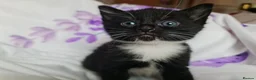 Mixed Breed cats for sale: Adorable & Playful Kittens Raised with Kids  - Advert 17