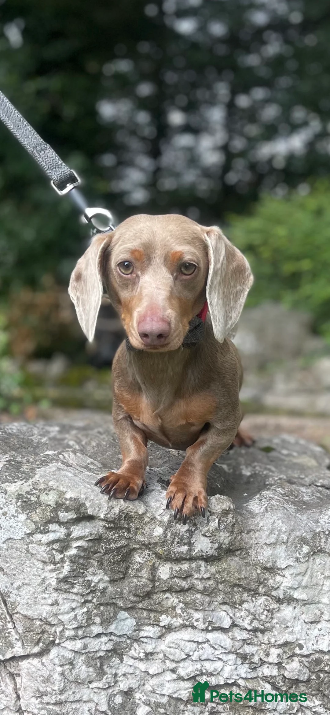 Miniature Dachshund dogs for stud: Milo “Gre Cyrus” in Newport - Advert 2