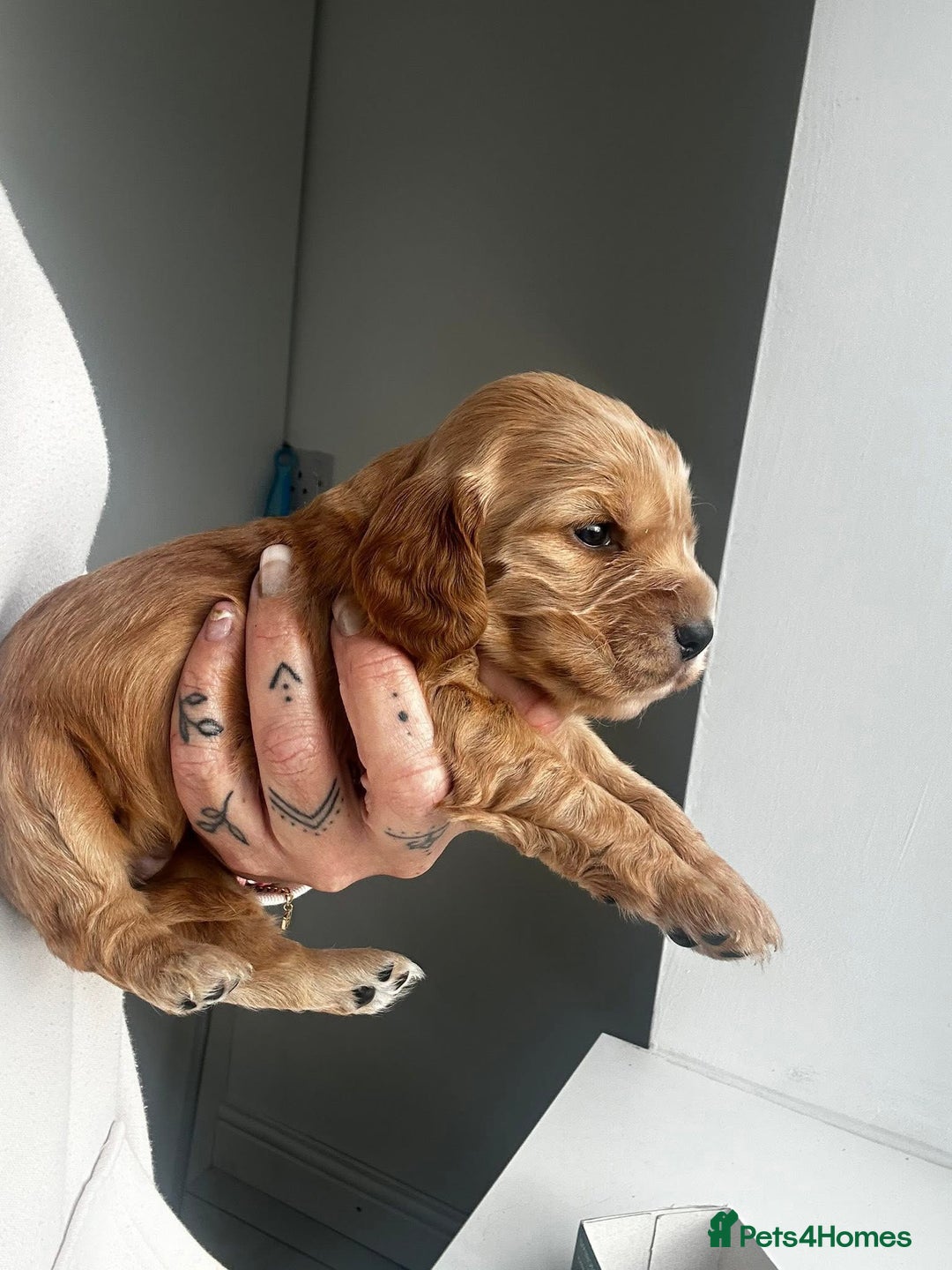 Cocker Spaniel dogs for sale: Cocker spaniels ( show type)  - Image 5
