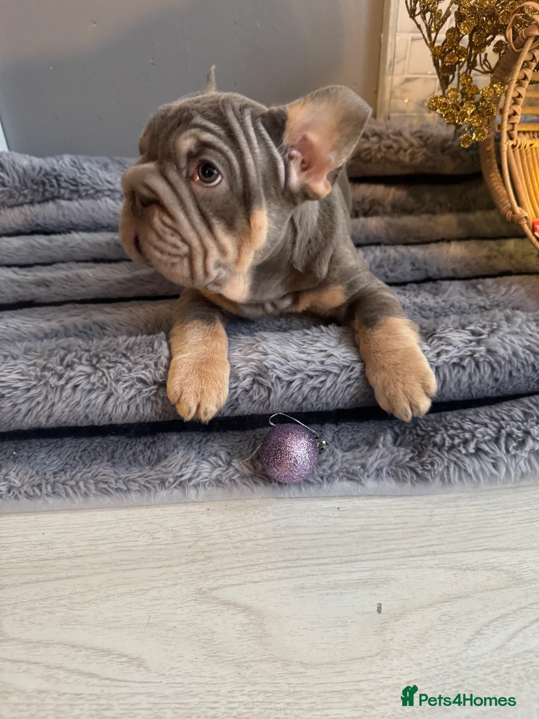 French Bulldog dogs for sale: Quality French bulldog puppies - Advert 7
