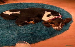Mixed Breed dogs for sale: Basset Hound x Dacshund  - Image 6