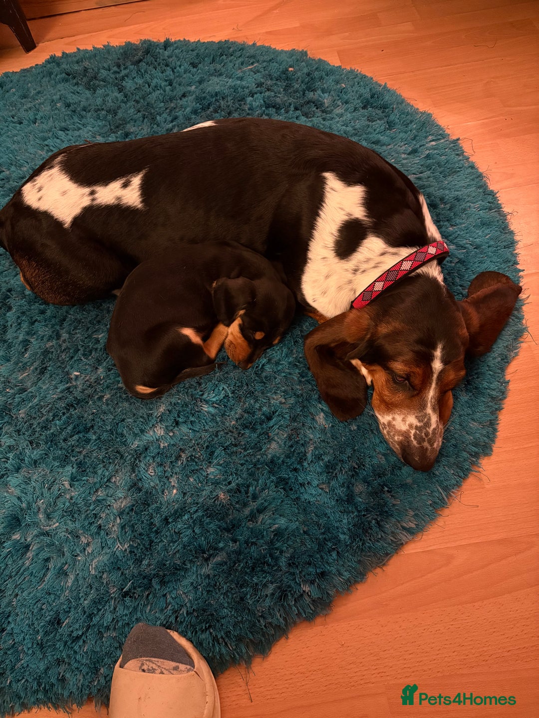 Mixed Breed dogs for sale: Basset Hound x Dacshund  - Image 6