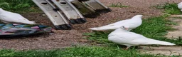 Pigeons birds for sale: White tumbler pigeons  - Advert 8