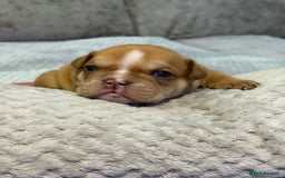 English Bulldog dogs for sale: English Bulldog puppies for sale KC registered  - Image 25