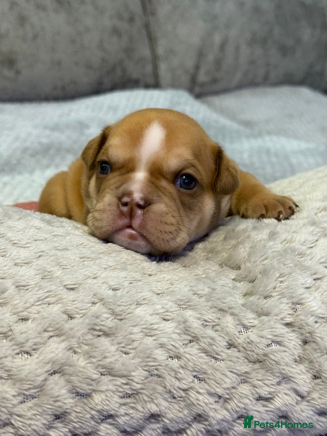 English Bulldog dogs for sale: English Bulldog puppies for sale KC registered  - Image 25