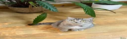 British Shorthair cats for sale: British shorthair cat - Advert 2
