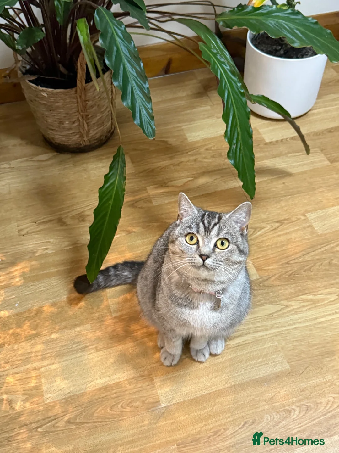 British Shorthair cats for sale: British shorthair cat - Advert 2