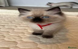 Ragdoll cats for sale: Adorable Blue Point Ragdoll Kittens - Image 5