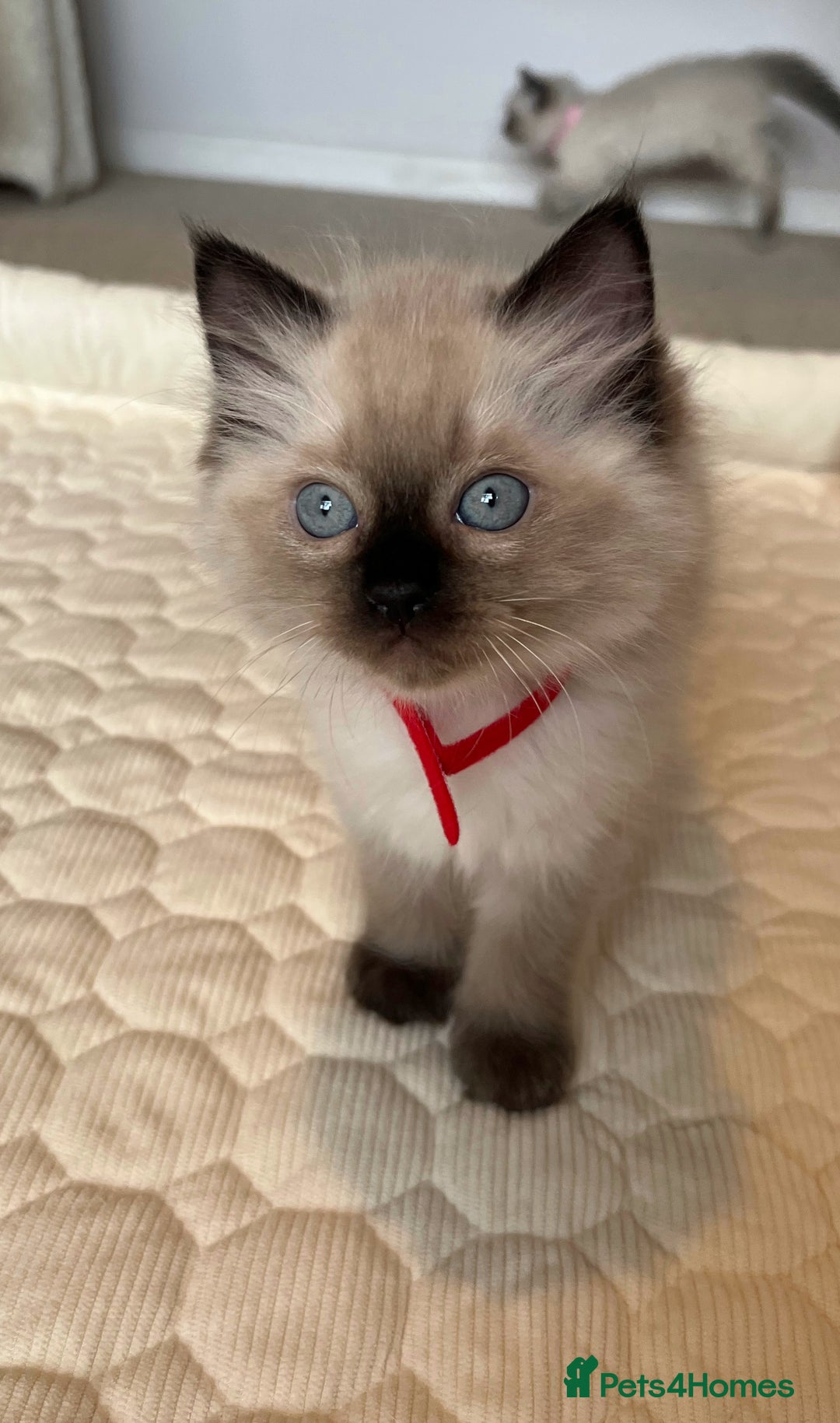 Ragdoll cats for sale: Adorable Blue Point Ragdoll Kittens - Image 5