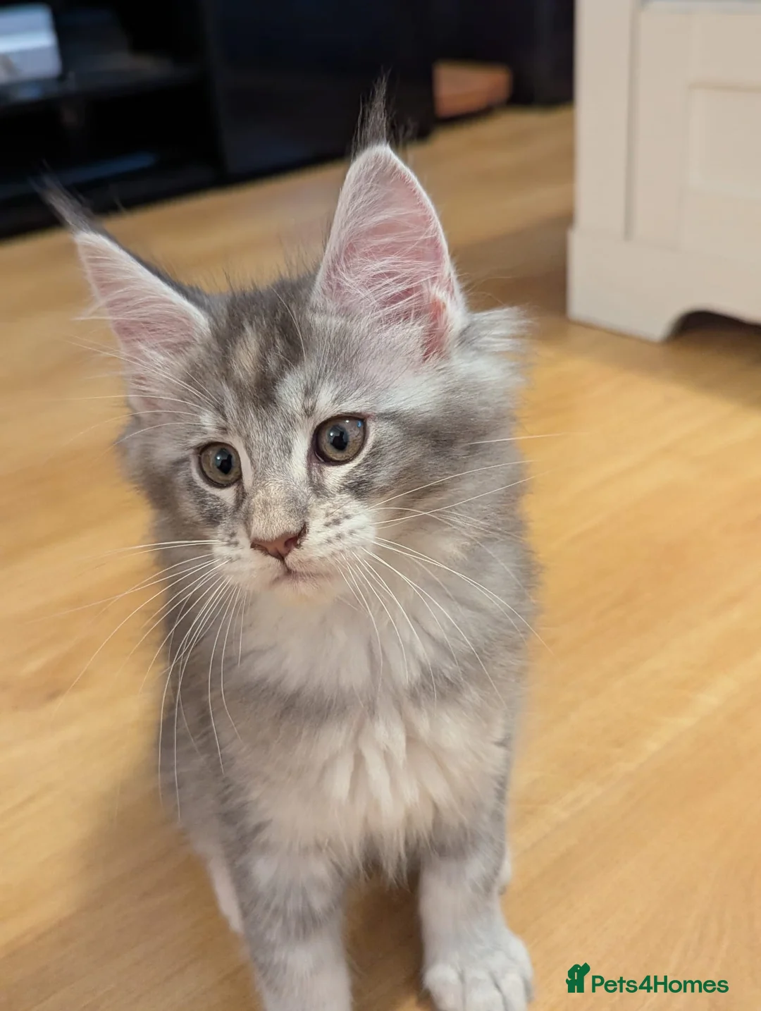 Maine Coon cats for sale: 🏅GCCF🏅 pure maine coon kittens  - Advert 29