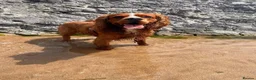 Cocker Spaniel dogs for stud: Cocker spaniel for stud duties  - Advert 7
