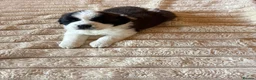 Saint Bernard dogs for sale: 4 beautiful kc reg st bernerd puppies. in Wisbech - Advert 7