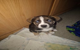 Mixed Breed dogs for sale: Husky mix puppies. Ready to leave! - Image 11