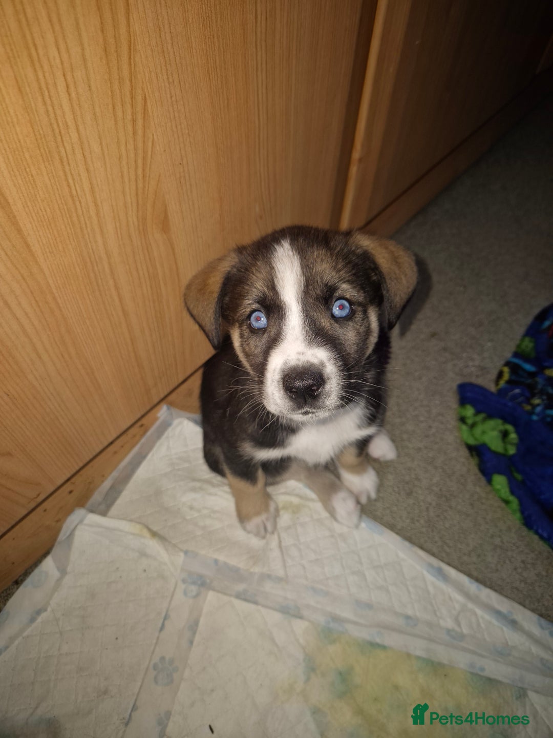 Mixed Breed dogs for sale: Husky mix puppies. Ready to leave! - Image 11