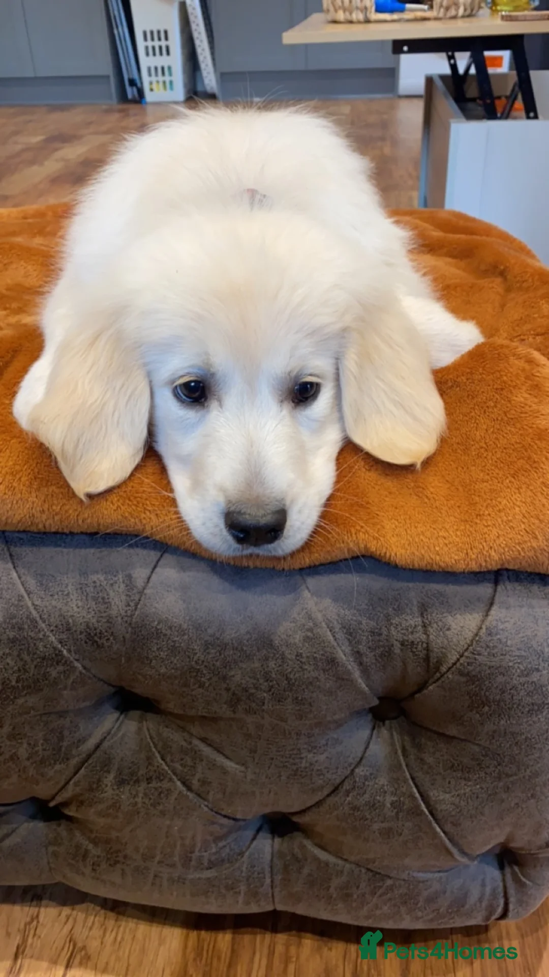 Golden Retriever dogs for stud: Lenny our KC golden retriever ready to stud!  - Advert 10