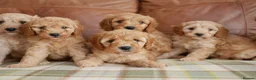 Cavapoo dogs for sale: Quality Health Tested F1b Miniature Cavapoos - Advert 6