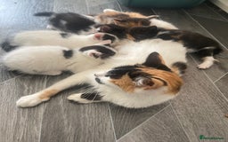 Domestic Shorthair cats for sale: Lovely funny little kittens  - Image 24