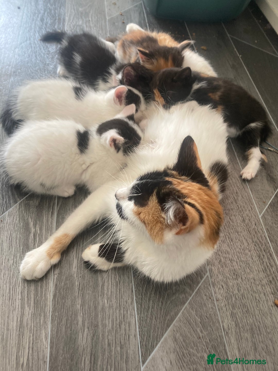 Domestic Shorthair cats for sale: Lovely funny little kittens  - Image 24