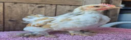 Chickens poultry for sale: Millifleur pekin bantam cockerils  - Advert 1