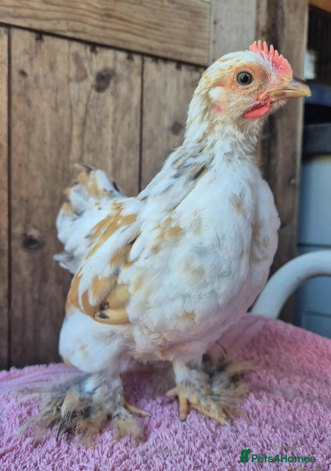 Chickens poultry for sale: Millifleur pekin bantam cockerils  - Advert 1