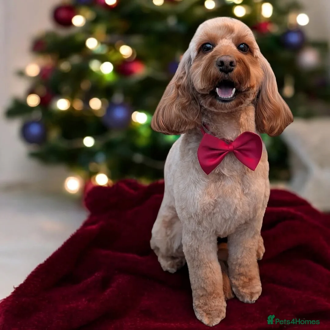 Cockapoo dogs for sale: Stunning F1 Toy Cockapoos Puppies  - Advert 5