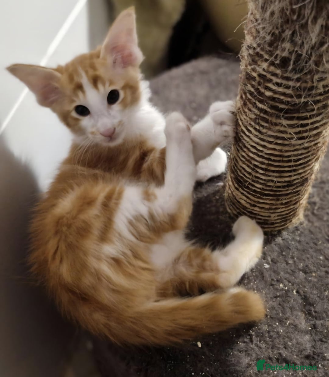 Balinese cats for sale: Stunning longhair Red and White bicolour boy - Advert 12