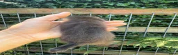 Ferret rodents for sale: Full angora ferret hob 8 weeks  in Pickering - Advert 7