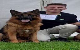 German Shepherd dogs for sale: Beautiful puppies from top bloodlines  - Advert 7