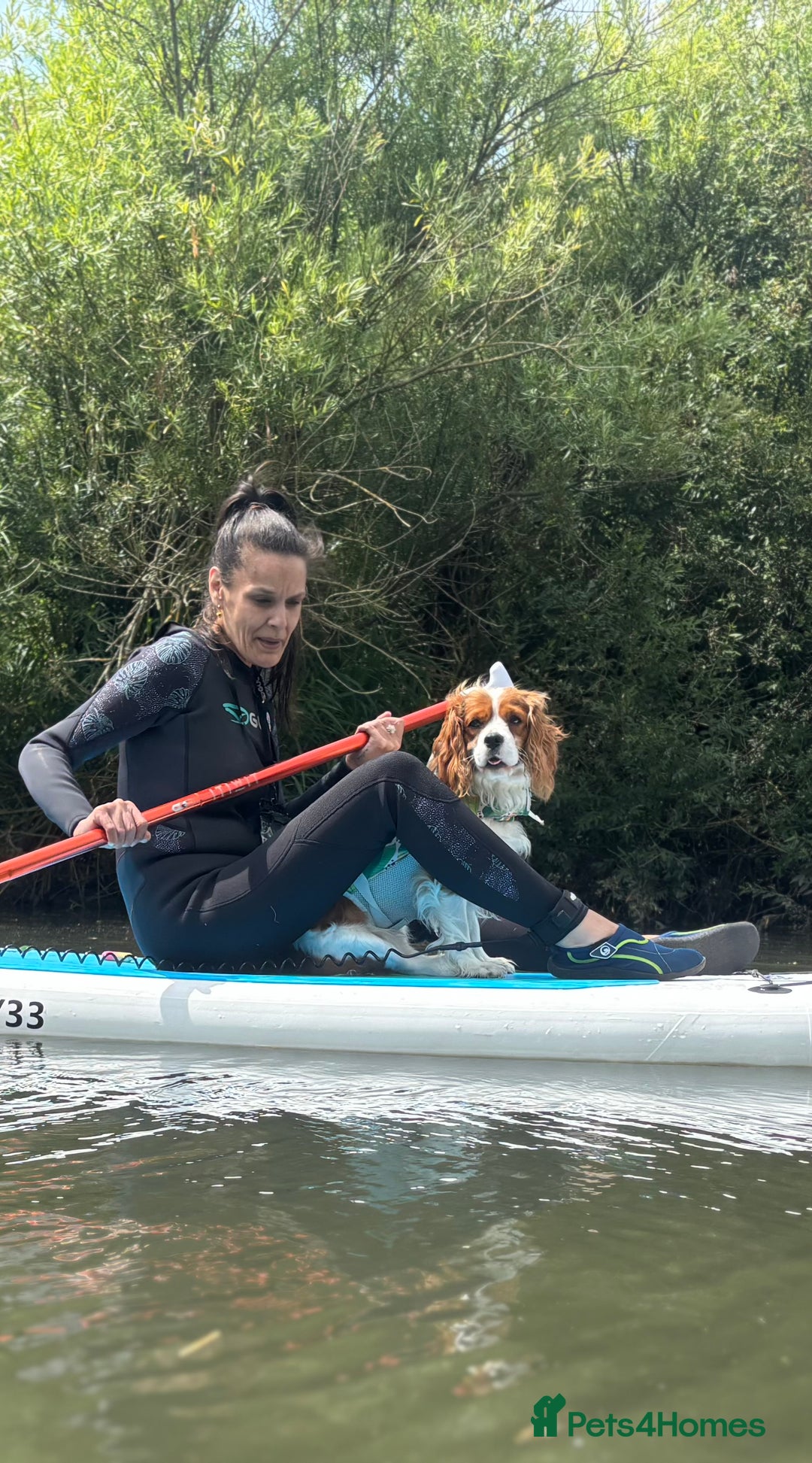Cavapoo dogs for sale: King Charles Cavalier x Cavapoo - Image 20