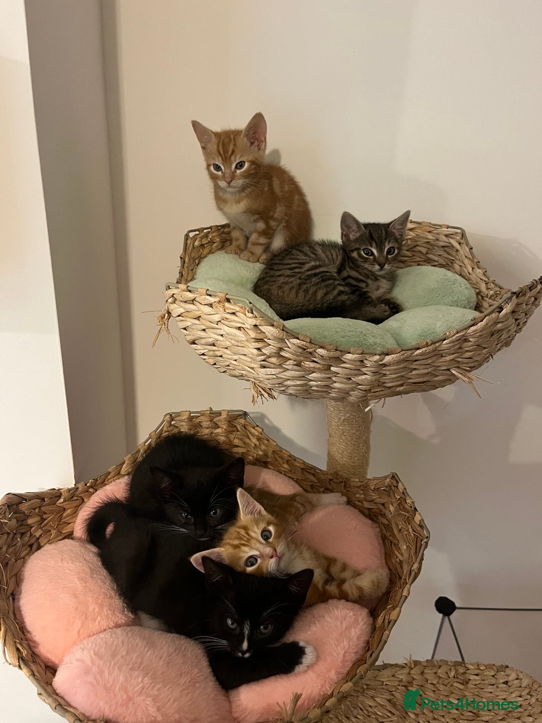 Mixed Breed cats for sale: Kittens for sale  - Advert 2
