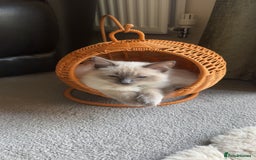 Ragdoll cats for sale: Male ragdoll for sale  - Image 8