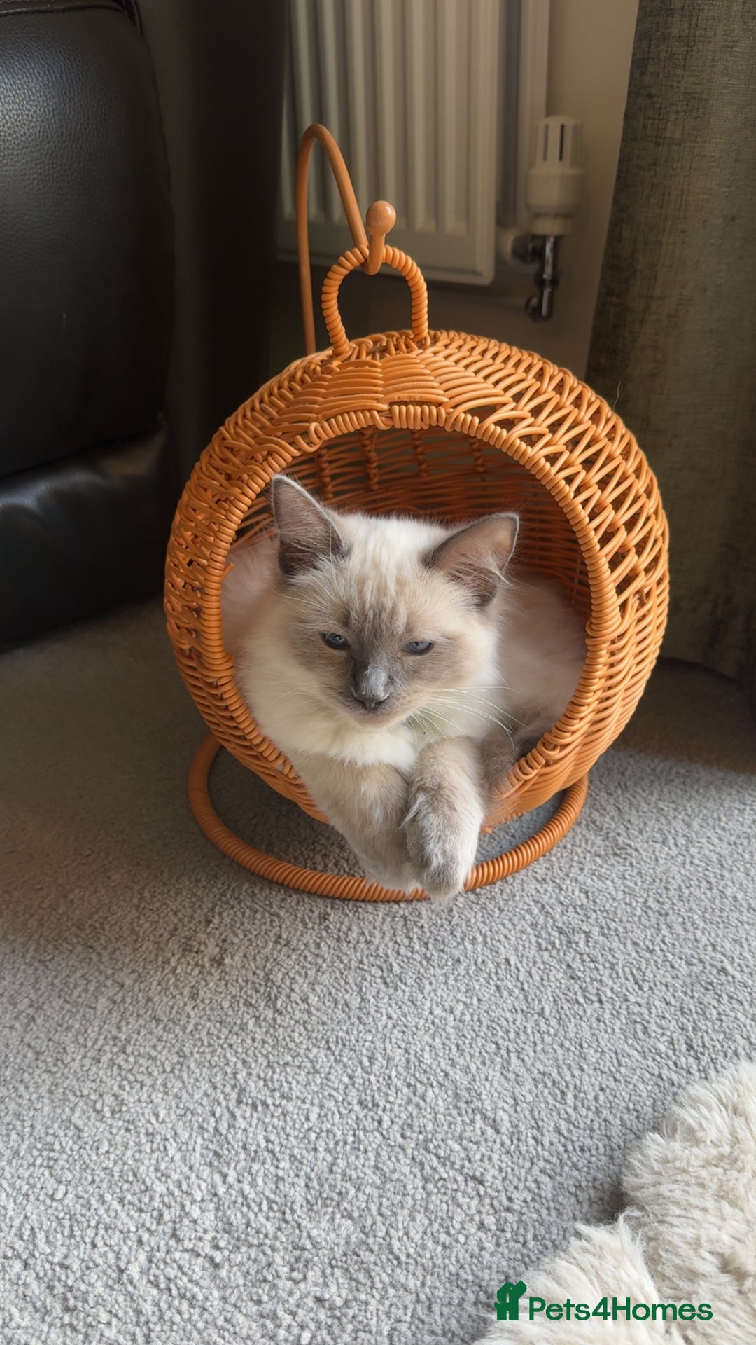 Ragdoll cats for sale: Male ragdoll for sale  - Image 8