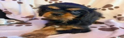 Cavalier King Charles Spaniel dogs for sale: beautiful male cavalier king charles spaniel pups - Advert 4