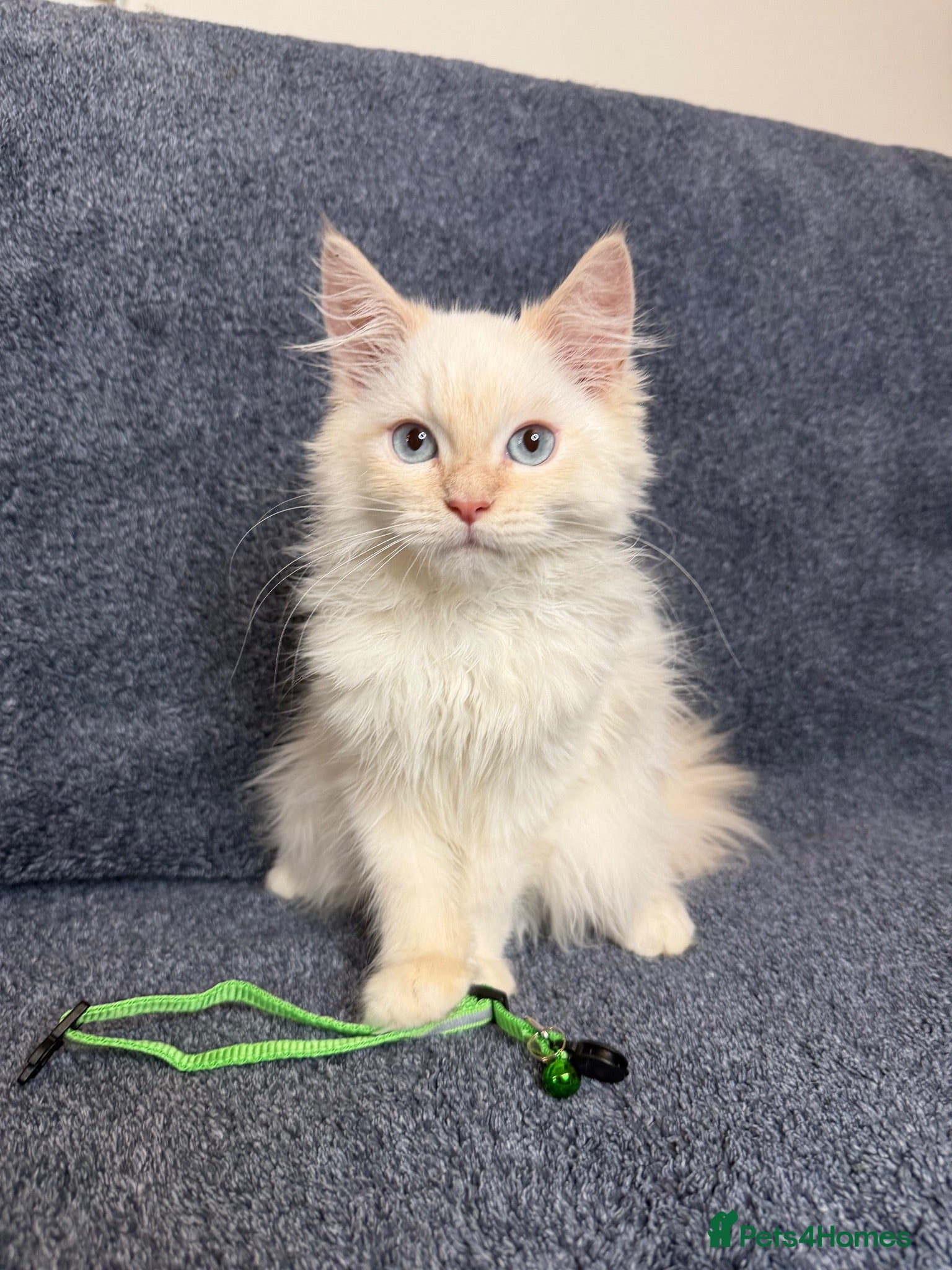 Perdoll cats ⭐️Ready Now Radgoll mix kittens  - Advert 2
