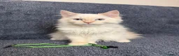 Perdoll cats for sale: ⭐️Ready Now  kittens  - Advert 12